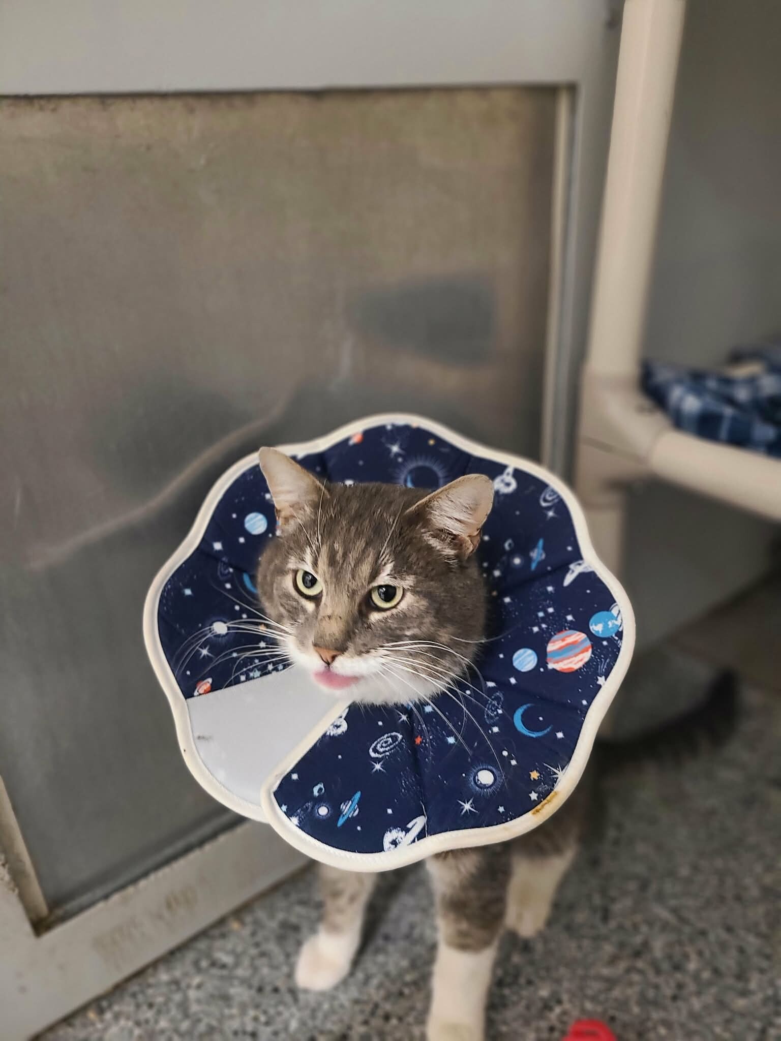 Picture of the Animal Listed